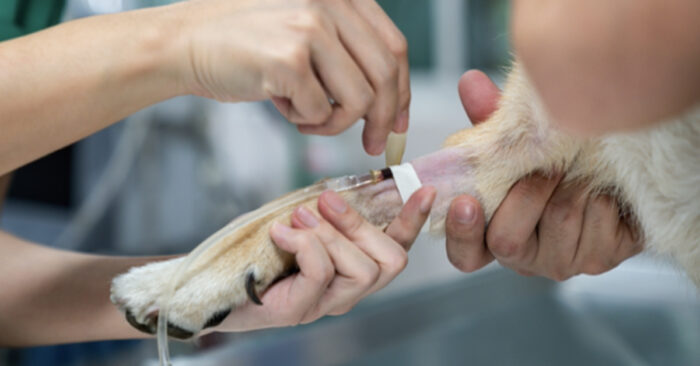 Veterinarian placing IV in dog