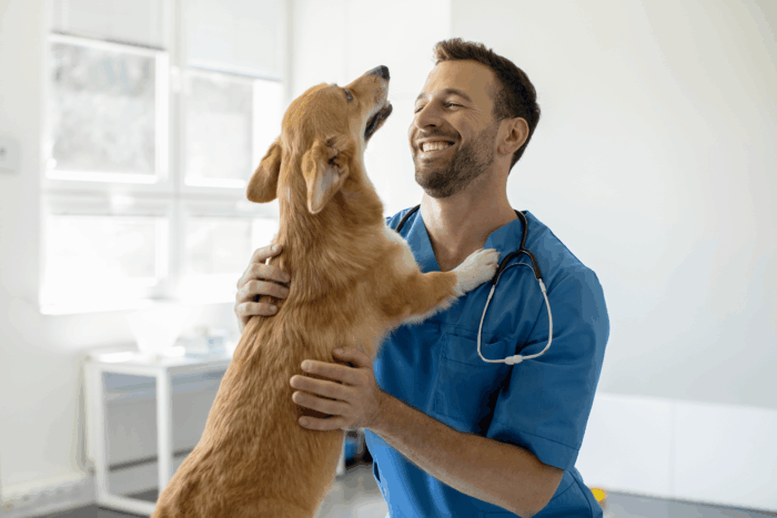 dog and veterinarian