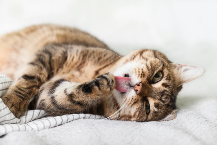 A cat is licking its paw