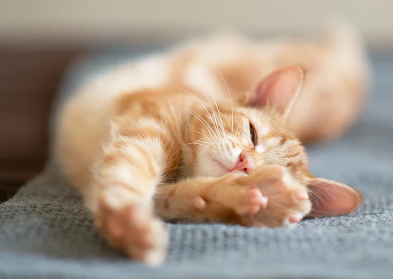 Cat stratching