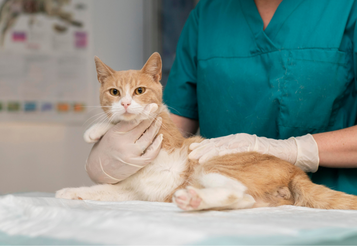 Veterinarian examining cat