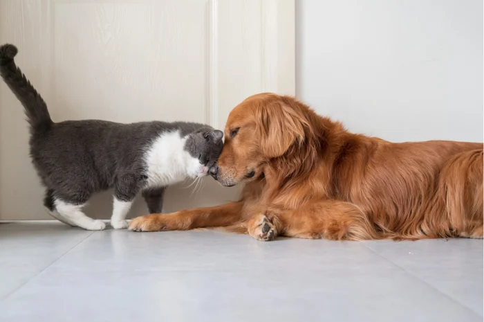 Cat and dog playing together