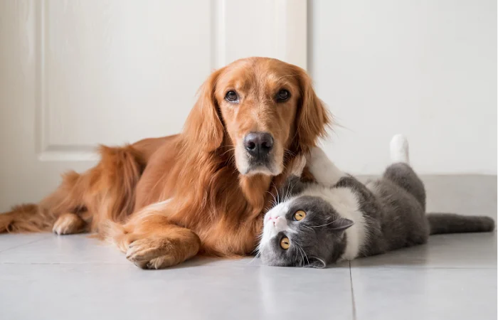 A cat and a dog are resting together on the floor