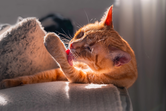 The cat is grooming itself
