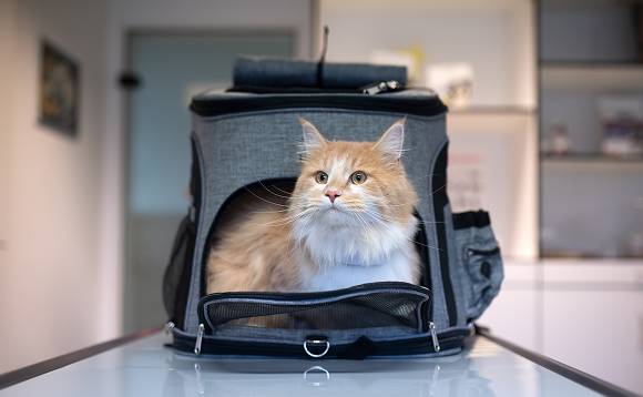 Cat in Veterinary Pratice