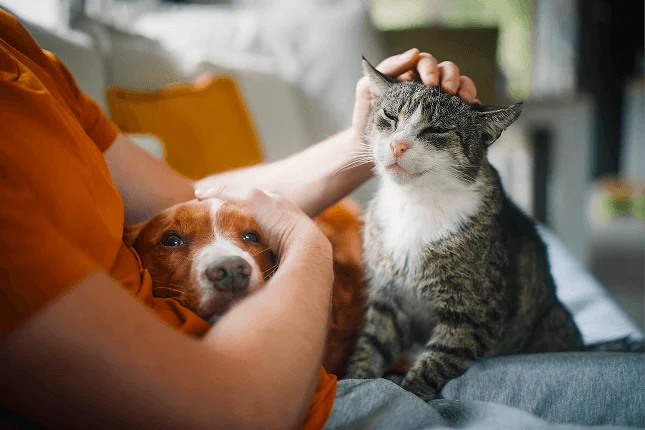 Owner petting dog and cat