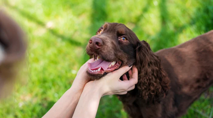 Owner petting German Spaniel