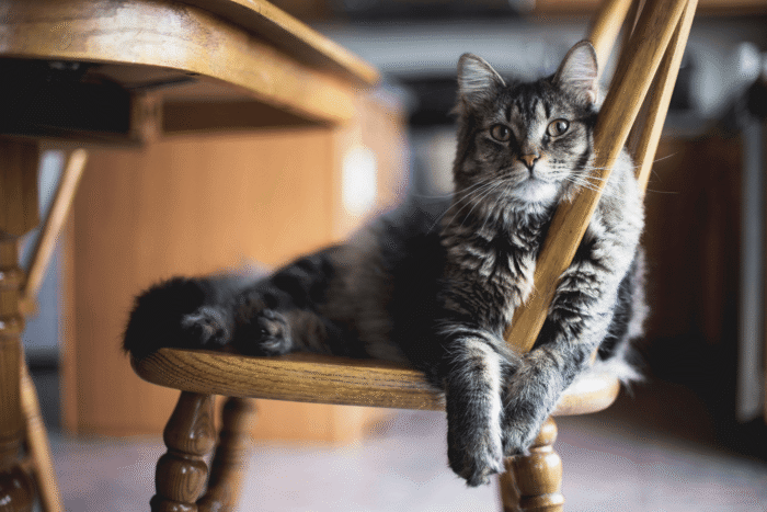 Gray furry tabby cat sitting on wooden chair