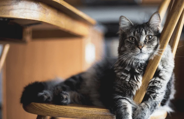 Gray furry tabby cat sitting on wooden chair